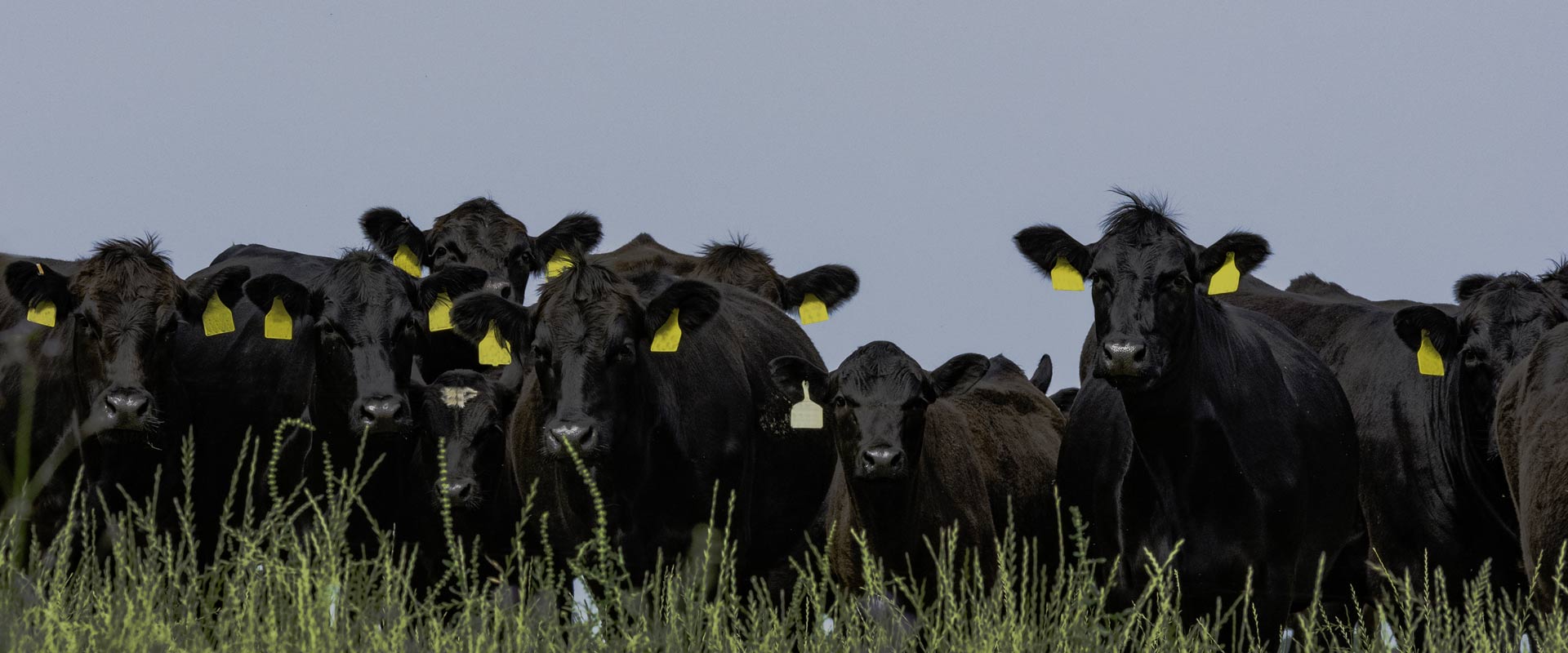 Aberdeen Angus cattle in La Pampa
